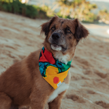 Pet Bandana - Surf Line Hawaii Nohea Iki